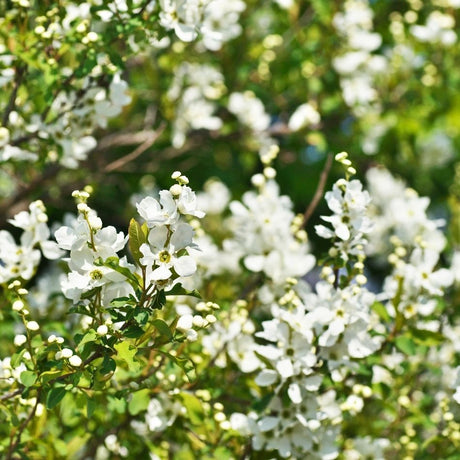 Dense mass of white Exochorda × macrantha ‘The Bride’ blossom among fresh green leaves.
