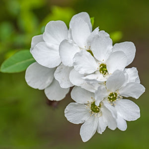 Close-up of clustered white Exochorda × macrantha ‘The Bride’ flowers with green-yellow centres.