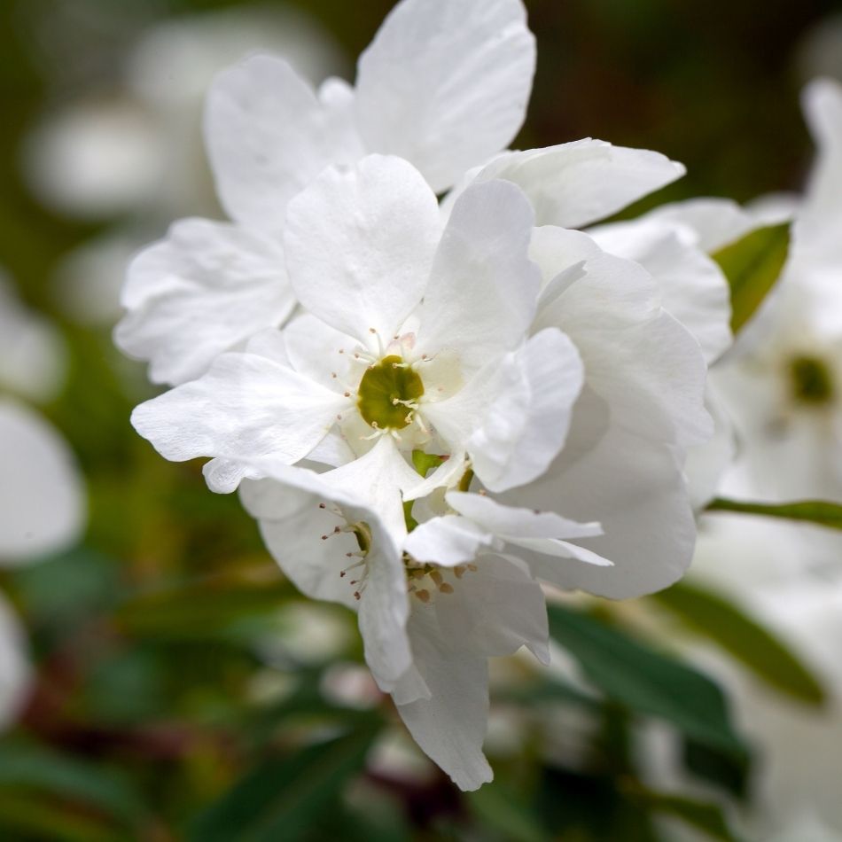 Single open white Exochorda × macrantha ‘The Bride’ flower beside rounded buds.