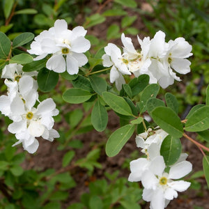 Arching Exochorda × macrantha ‘The Bride’ branch lined with bright white blossom.