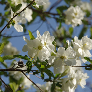 White Exochorda × macrantha ‘The Bride’ flowers opening along a slender branch against blue sky.