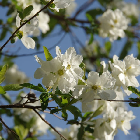 White Exochorda × macrantha ‘The Bride’ flowers opening along a slender branch against blue sky.