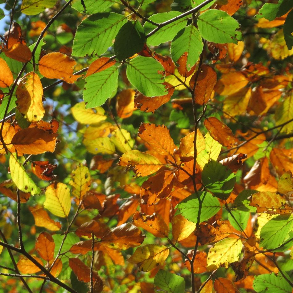Fagus sylvatica (Hedging)