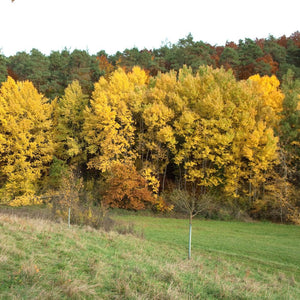 Fagus sylvatica (Hedging)