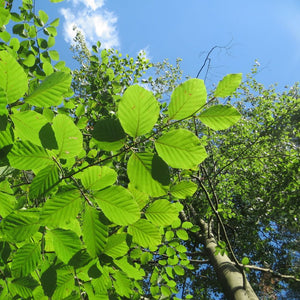 Fagus sylvatica (Hedging)