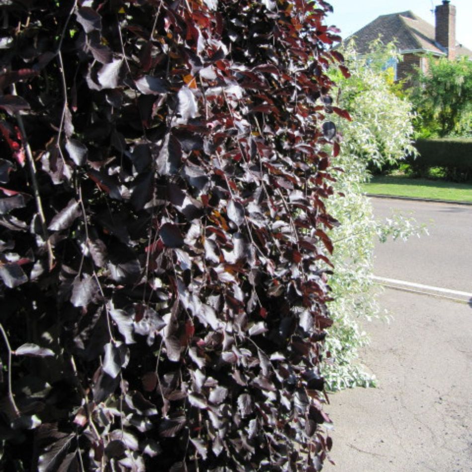 Fagus sylvatica ‘Purple Fountain’