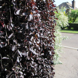 Fagus sylvatica ‘Purple Fountain’