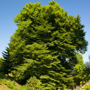 Fagus sylvatica (Hedging)