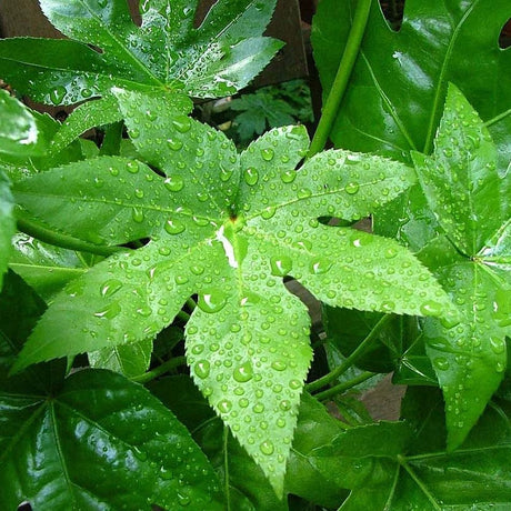 Fatsia japonica