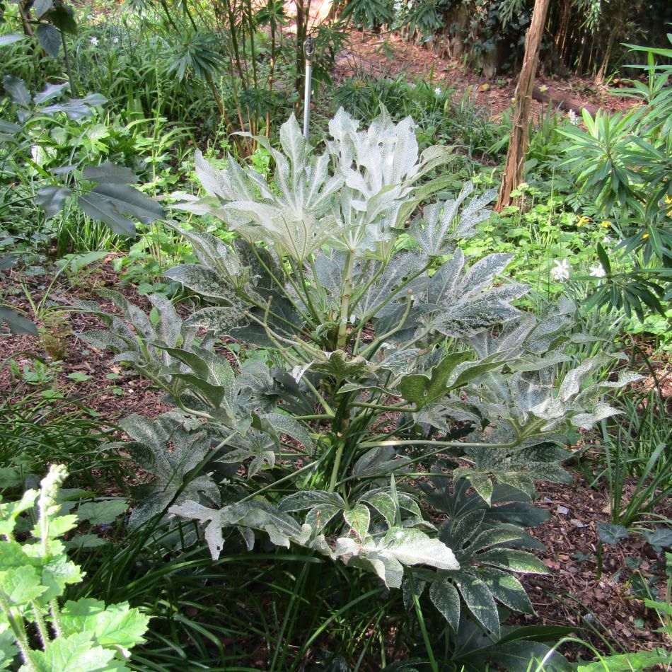 Fatsia japonica ‘Spider’s Web’