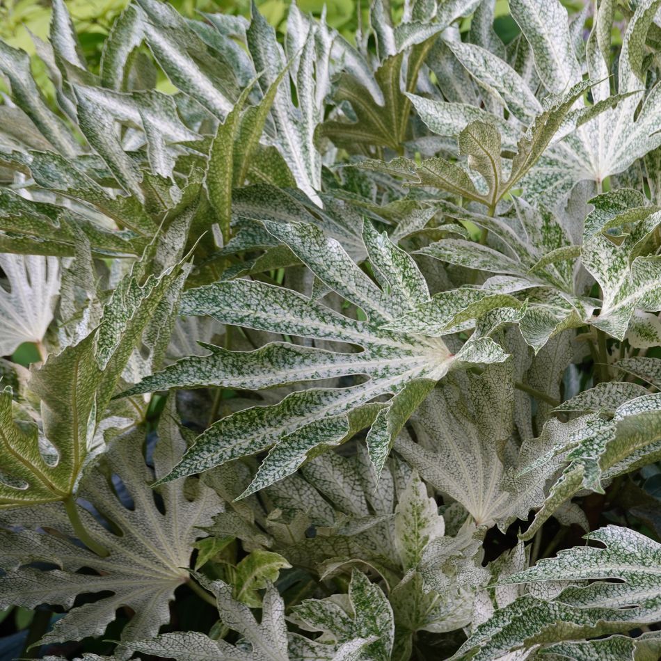 Fatsia japonica ‘Spider’s Web’