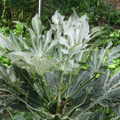 Large Fatsia japonica ‘Spider’s Web’ plant with broad, deeply lobed foliage splashed silver-white.