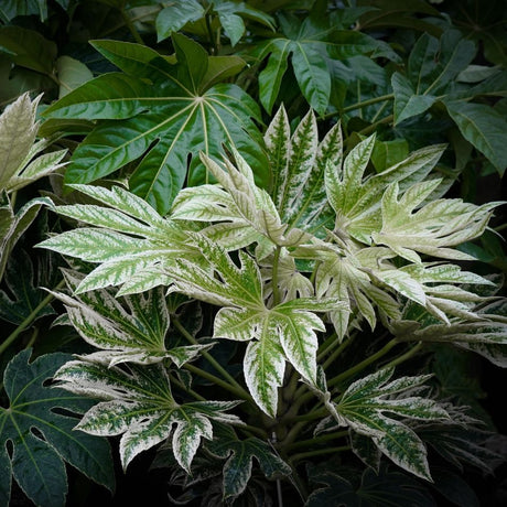 Young Fatsia japonica ‘Spider’s Web’ leaves heavily marbled creamy white and green.