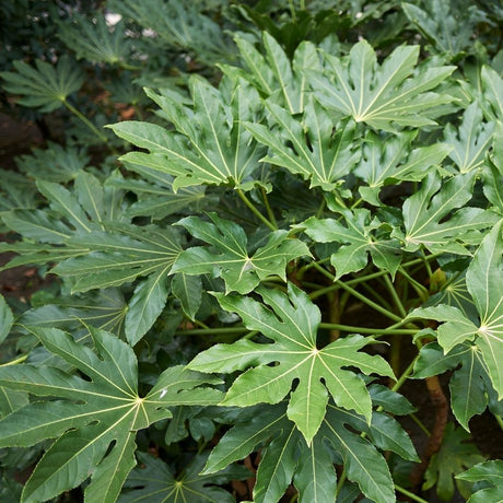 Dense cluster of broad glossy green Fatsia japonica leaves.