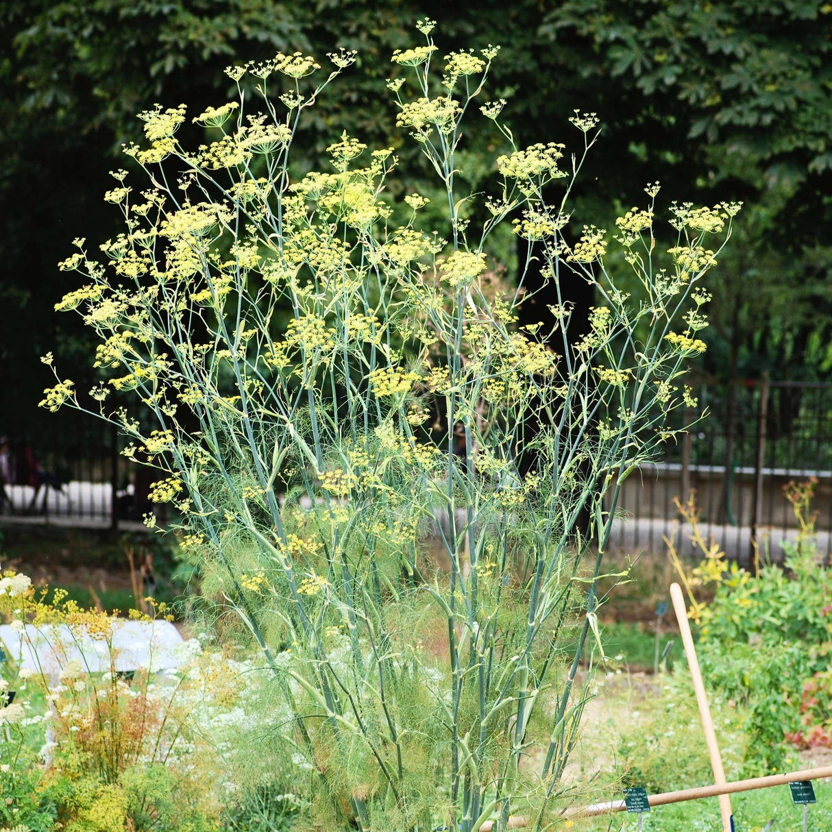 Foeniculum vulgare