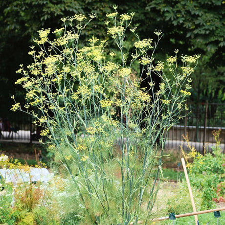 Tall Foeniculum vulgare stems carrying airy yellow umbels in a garden.