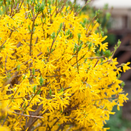 Close-up of vivid golden Forsythia × intermedia ‘Lynwood’ flowers lining bare stems.
