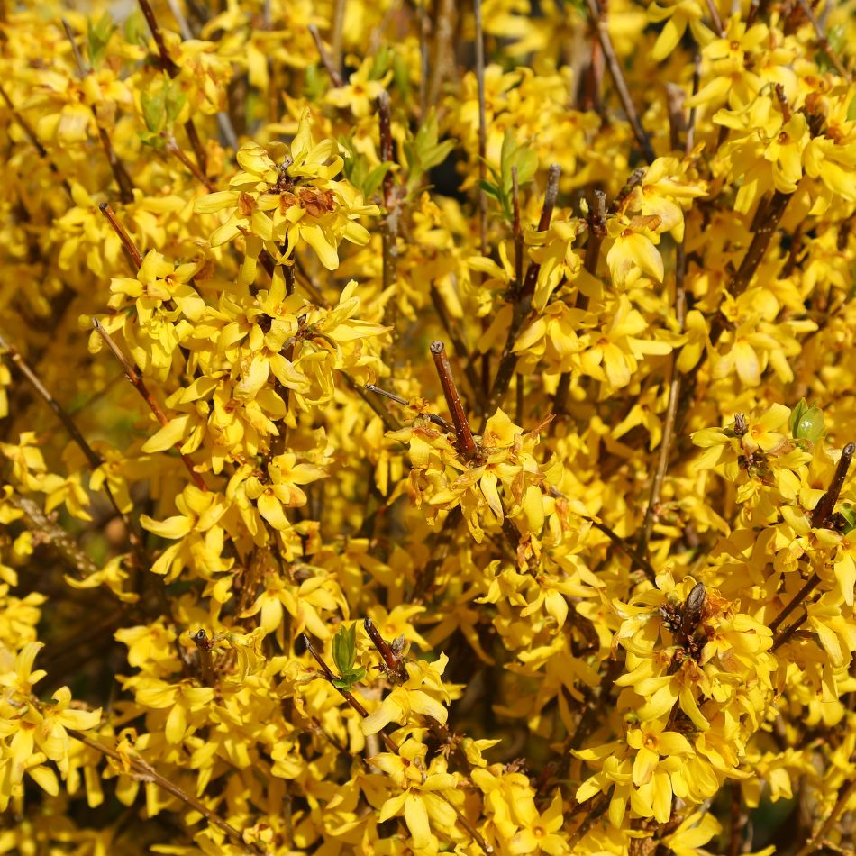 Dense wall of Forsythia × intermedia ‘Lynwood’ blossom glowing yellow in spring.