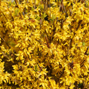 Dense wall of Forsythia × intermedia ‘Lynwood’ blossom glowing yellow in spring.
