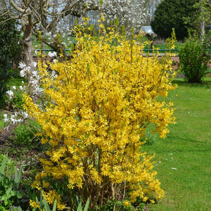 Upright Forsythia × intermedia ‘Lynwood’ shrub in full yellow bloom on a lawn.