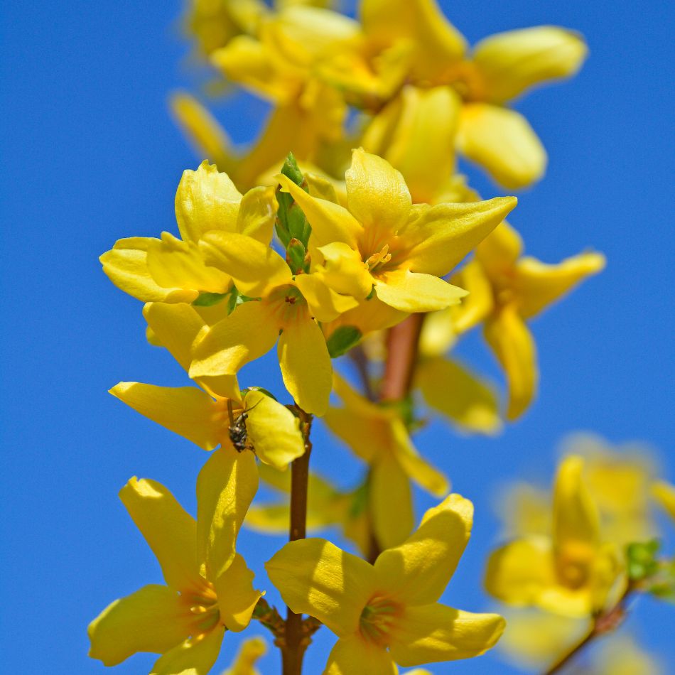 Close-up of four-petalled yellow Forsythia × intermedia ‘Lynwood’ flowers against blue sky.