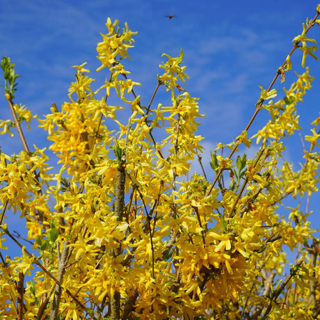 Tall Forsythia × intermedia ‘Lynwood’ branches smothered in bright yellow flowers against blue sky.