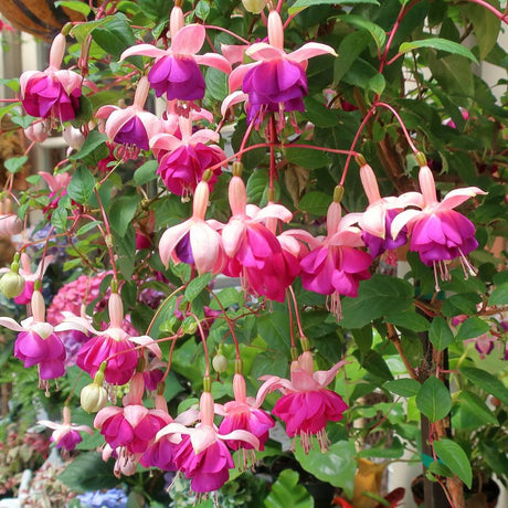 Fuchsia ‘Garden News’