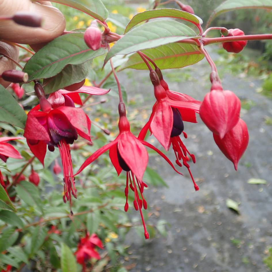Fuchsia ‘Lady Boothby’