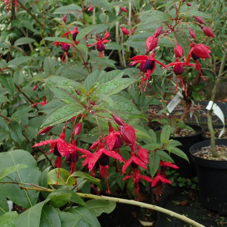 Fuchsia ‘Lady Boothby’