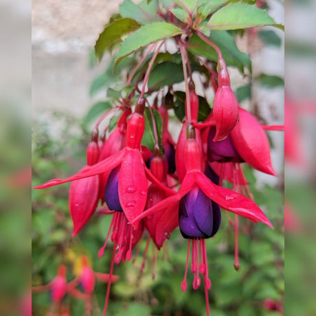 Cluster of Fuchsia ‘Mrs Popple’ flowers with vivid red sepals and purple petals.