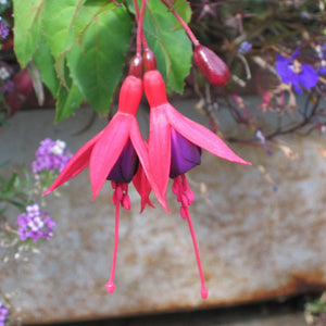 Single hanging Fuchsia ‘Mrs Popple’ flower with coral-red sepals and a dark magenta skirt.