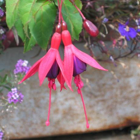 Single hanging Fuchsia ‘Mrs Popple’ flower with coral-red sepals and a dark magenta skirt.