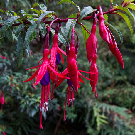 Slender Fuchsia ‘Riccartonii’ flowers hanging beneath dark green leaves.