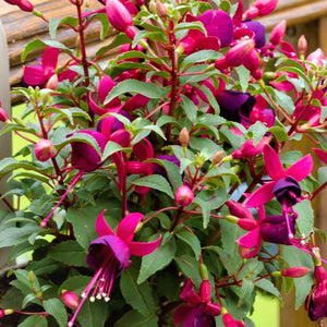 Fuchsia ‘Tom Thumb’