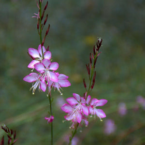 Gaura lindheimeri ‘Rosy Jane’