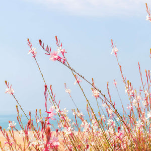 Gaura lindheimeri ‘Whirling Butterflies’