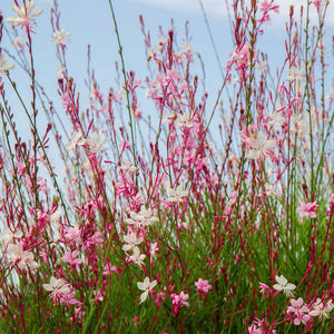 Gaura lindheimeri ‘Whirling Butterflies’