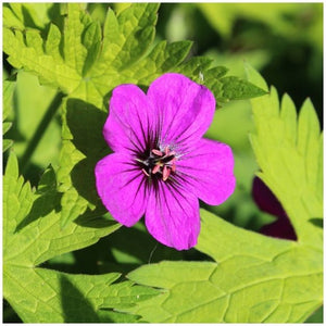 Single vivid magenta Geranium ‘Ann Folkard’ flower with a dark central eye above yellow-green leaves.