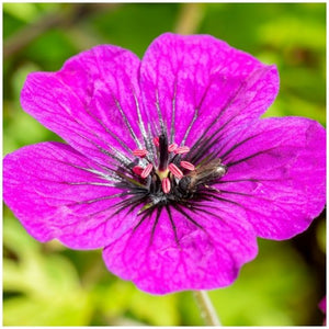 Geranium ‘Anne Thomson’