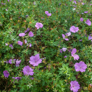 Geranium ‘Blushing Turtle’