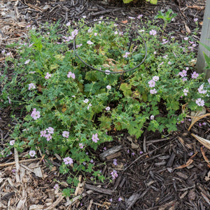 Geranium ‘Dreamland’