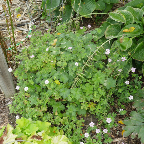 Low Geranium ‘Dreamland’ groundcover with scattered pale pink flowers.