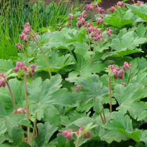 Geranium macrorrhizum ‘Spessart’ with pink flowers rising above broad lobed foliage.