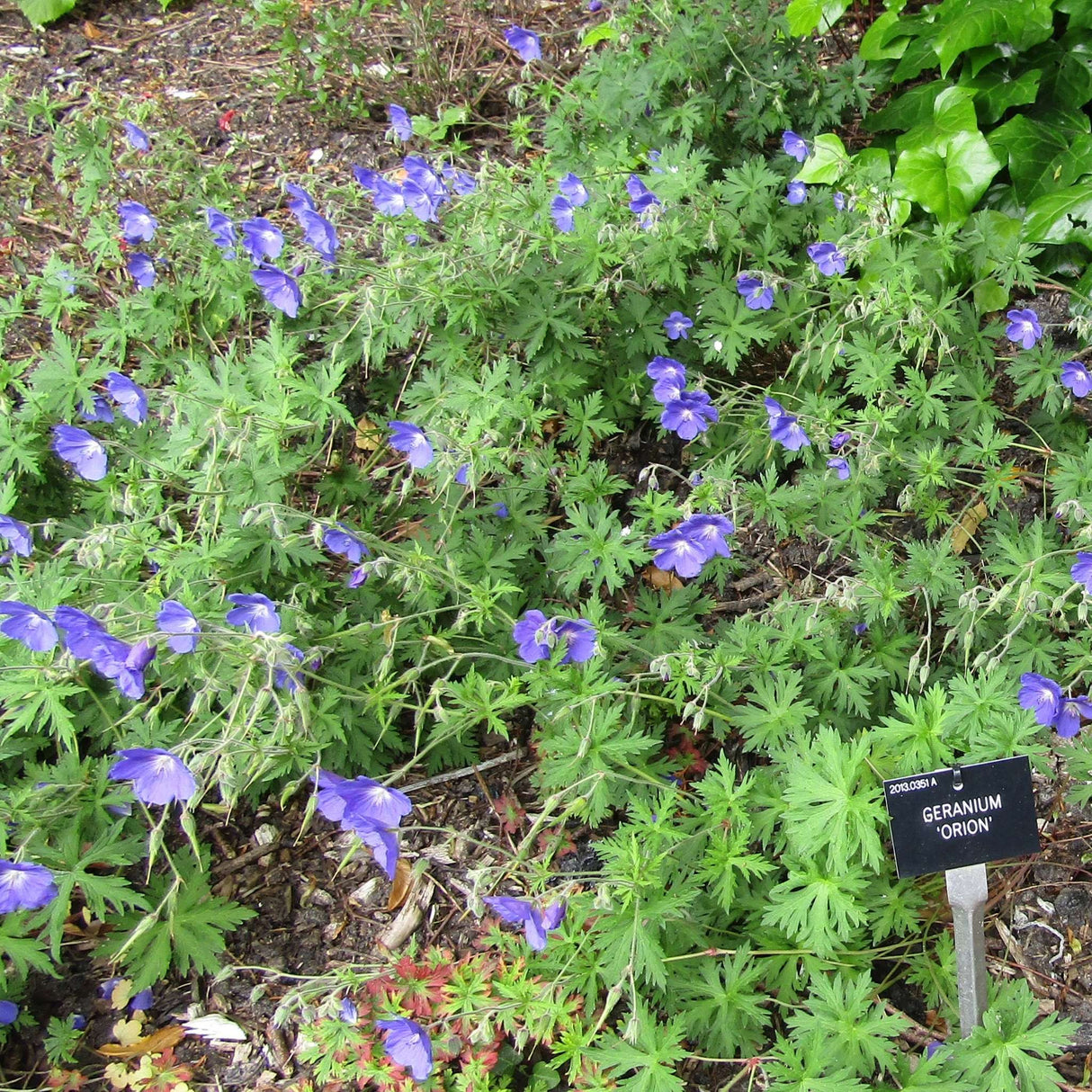 Geranium ‘Orion’