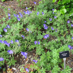 Geranium ‘Orion’