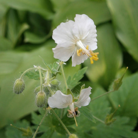 White Geranium phaeum ‘Album’ flower with golden stamens hanging above foliage.