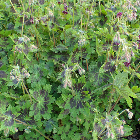Leafy clump of Geranium phaeum ‘Samobor’ with many small burgundy flowers.