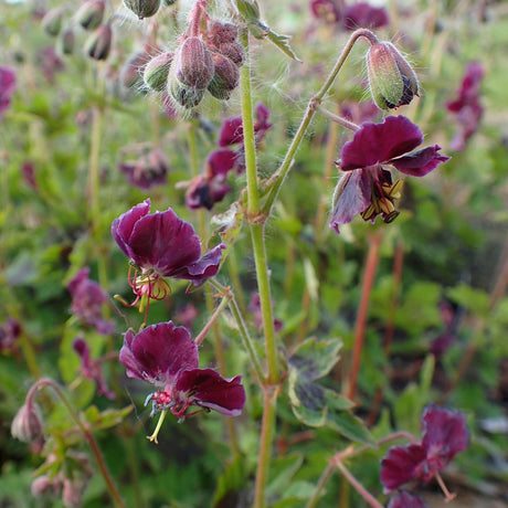 Slender stems bearing dark maroon Geranium phaeum ‘Samobor’ flowers.