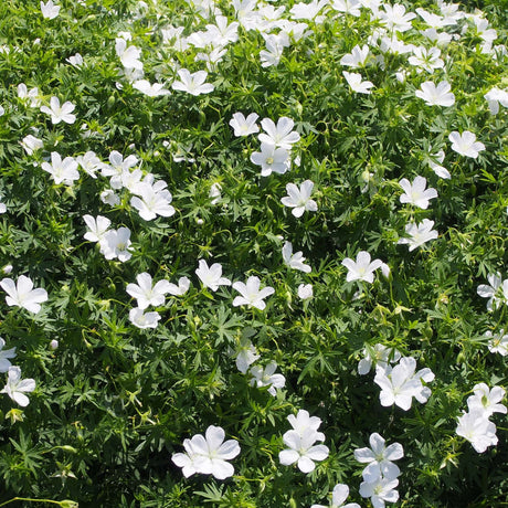 Mass of white Geranium sanguineum ‘Album’ flowers above finely divided leaves.