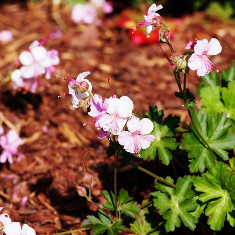Compact Geranium × cantabrigiense ‘Biokovo’ clump with blush-pink flowers in a mulched bed.
